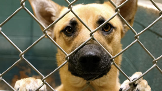Abandoned dog in cage at animal shelter 
