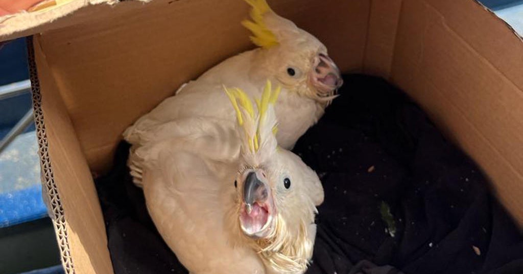 Hundreds of eggs, 53 primates, 660 pounds of ivory among items seized in global wildlife trafficking operation