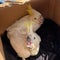 Thousands of seizures made in global wildlife trafficking operation