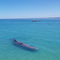 30-ton whale filmed swimming with beachgoers dies after stranding