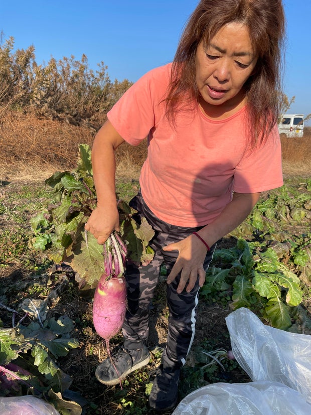 japan-farmer-tomo-chun-daikon.jpg