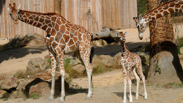 Oakland Zoo Baby Giraffe Kendi 