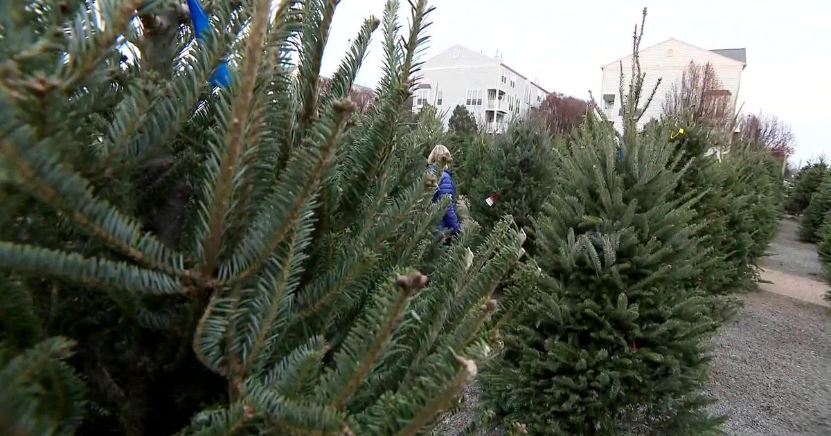 Genuine Xmas trees have mental health and fitness positive aspects Genuine Xmas trees have mental health and fitness positive aspects