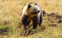 Extended Nature Video: Grizzly bear in Montana 