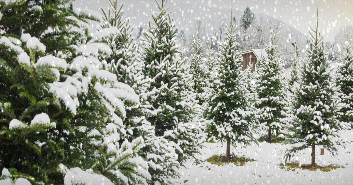 California woman rents out sustainable Christmas trees