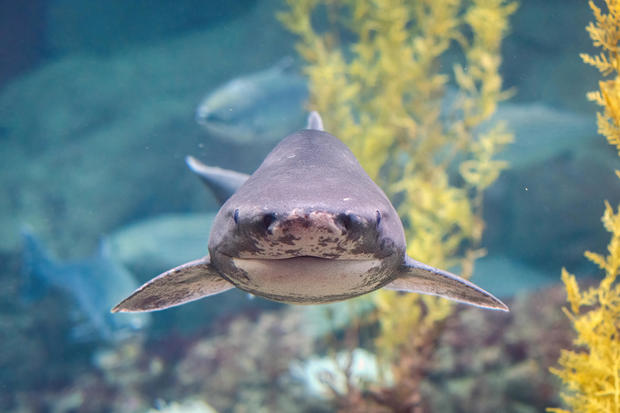 Broadnose Sevengill Shark (Notorynchus cepedianus) 