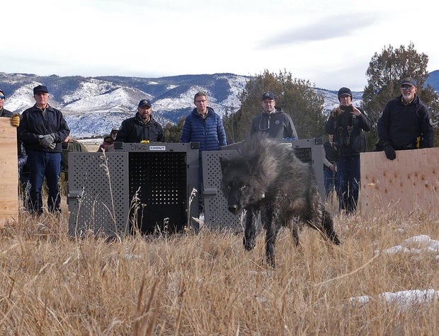 colorado-wolf-reintroduction.jpg