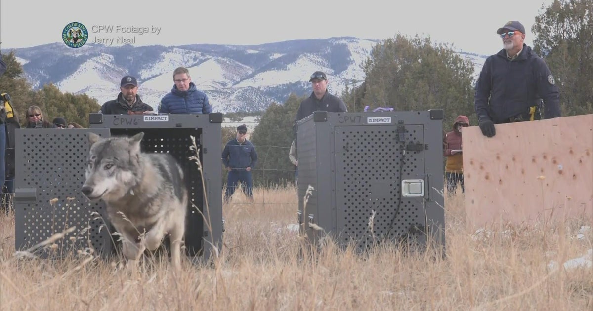 Colorado releases 5 wolves under controversial program - CBS Colorado