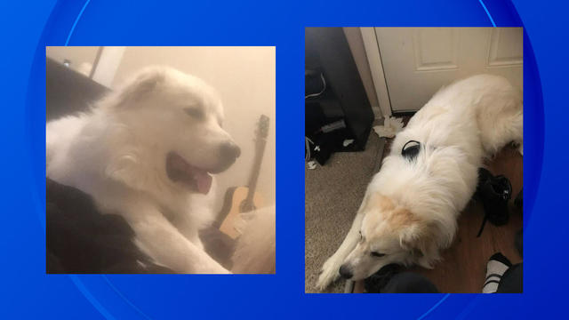 Dearborn police search for missing emotional support dog 