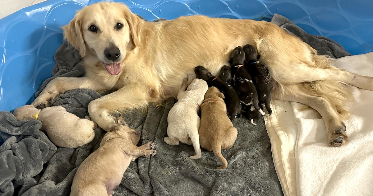 This golden retriever is nursing 3 African painted dog pups at a zoo because their own mother wouldn't care for them