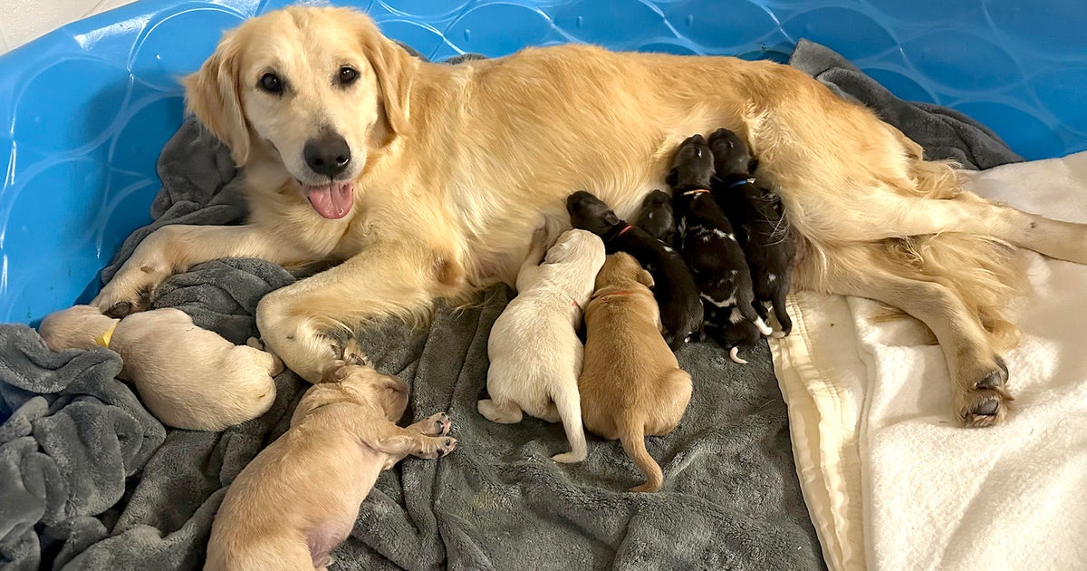 This golden retriever is nursing 3 African painted canine pups at a zoo because their very own mother wouldn’t care for them This golden retriever is nursing 3 African painted canine pups at a zoo because their very own mother wouldn’t care for them