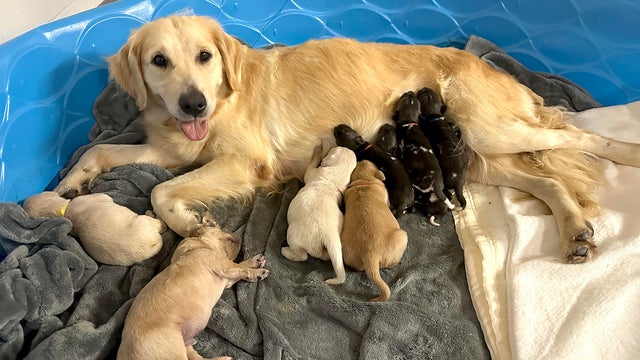 painted-dog-foster-mom-cassie-and-puppies-from-jami.jpg