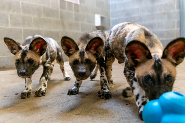 painted-dog-puppies-investigate.jpg