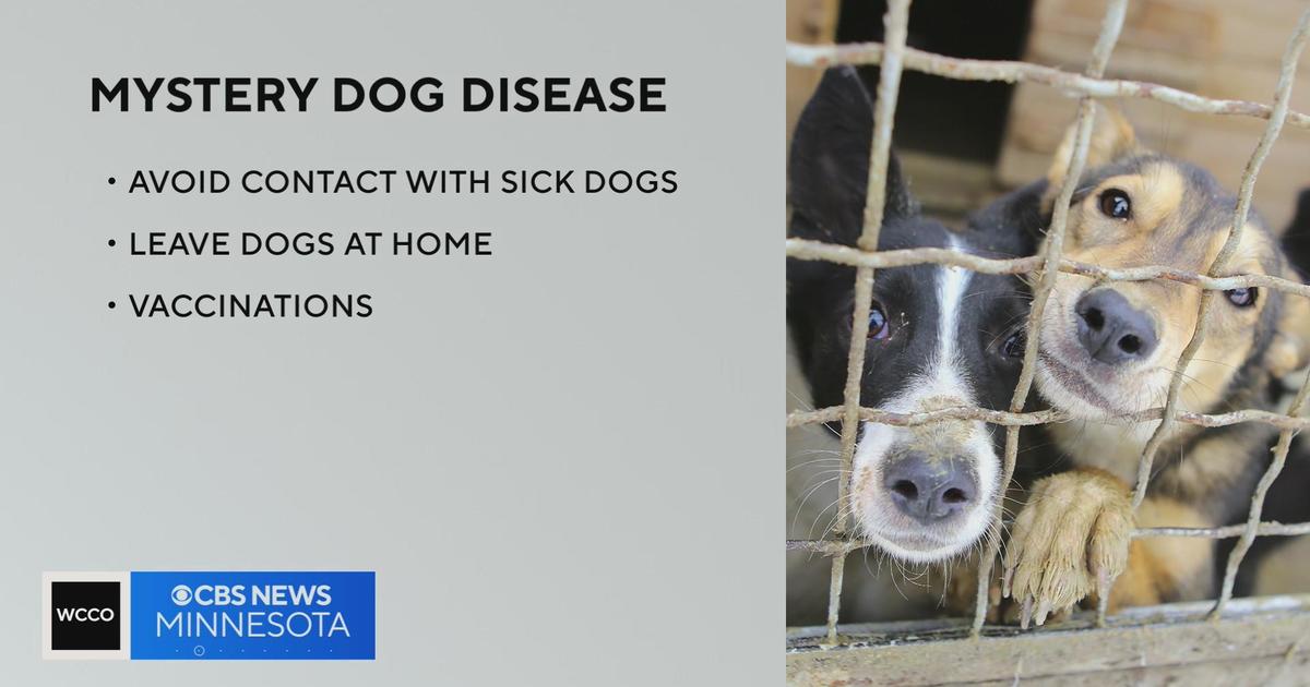 Minnesota vets see uptick in canine respiratory illness