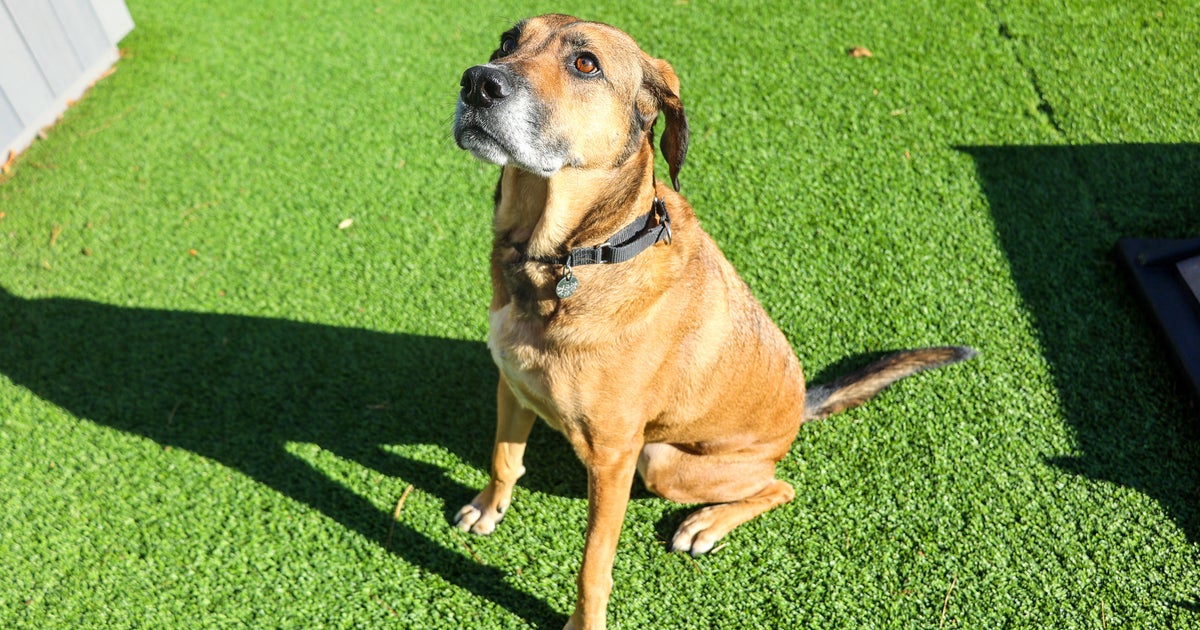 PAWS Chicago Pet of the Week Jupiter CBS Chicago