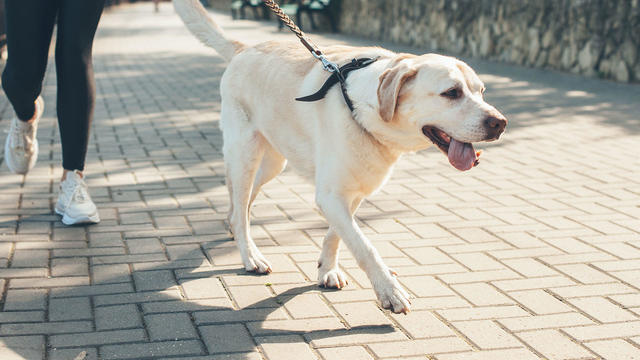 Close up photo of a labrador walking with his owner in the park in a sunny day 