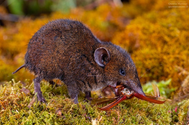 small species of hedgehog in the wild