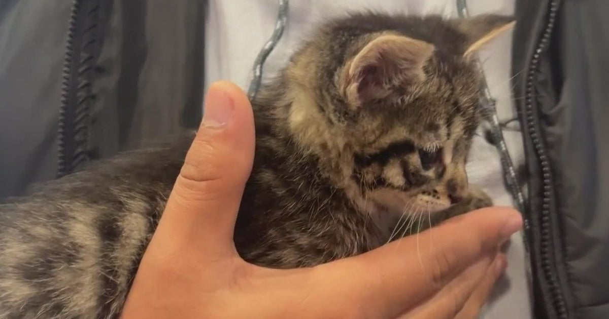 Front Street Animal Shelter’s free of charge pet adoption for vacations is practically about Front Street Animal Shelter’s free of charge pet adoption for vacations is practically about