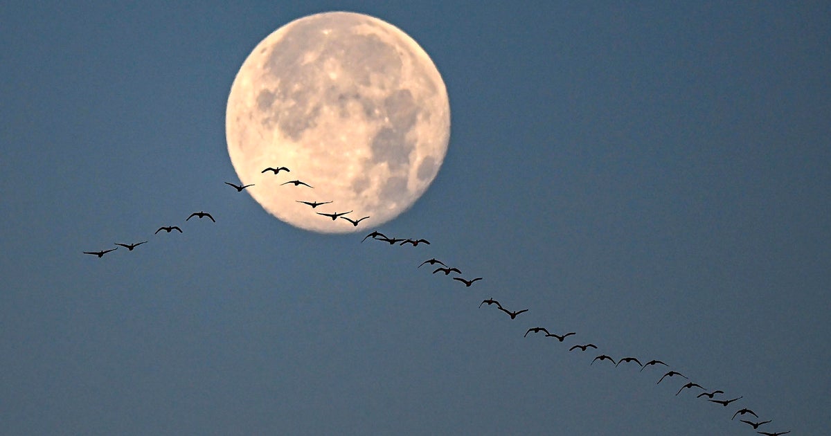 Cuándo y dónde ver la Luna Fría, la luna llena más larga y última de 2023