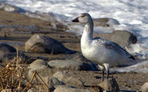 Extended Nature Video: Snow geese in South Dakota 