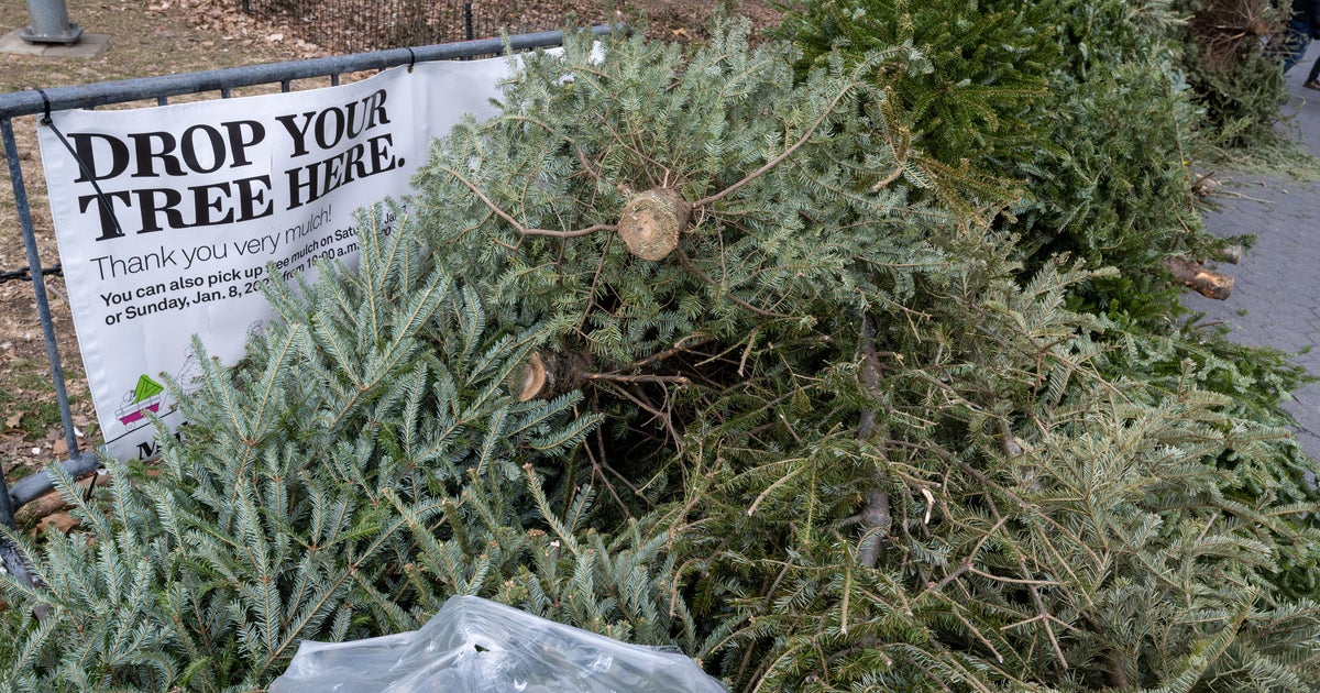 South Florida residents encouraged to recycle Christmas trees South Florida residents encouraged to recycle Christmas trees