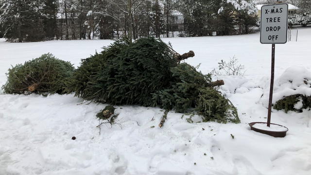 christmas-tree-recycling-drop-off-in-east-lansing.jpg 