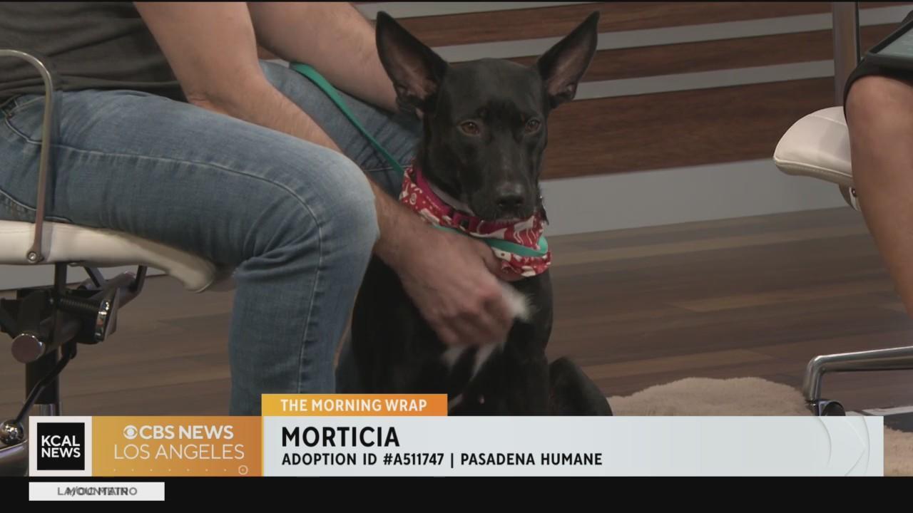 Border Collie who can identify his 80 toys stuns This Morning viewers