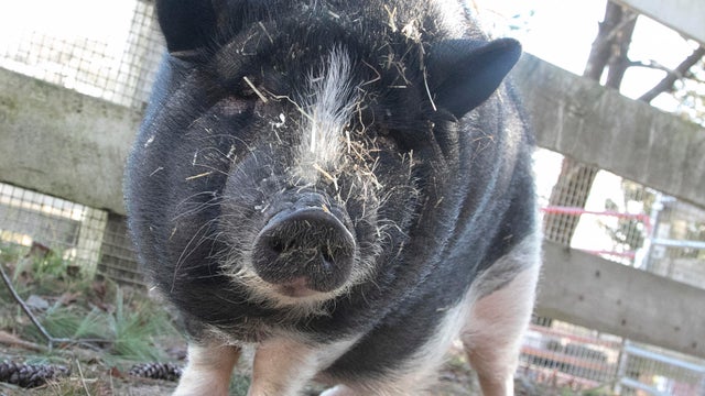 nala-the-pig.jpg