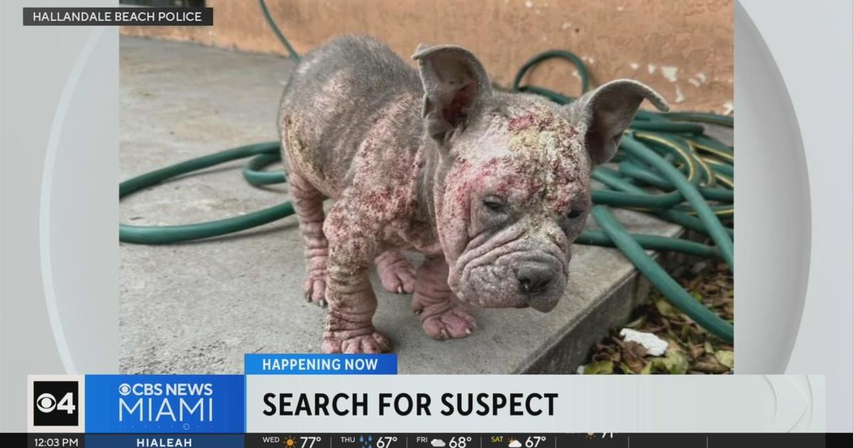 Hallandale police seeking for male who abandoned Pitbull dog