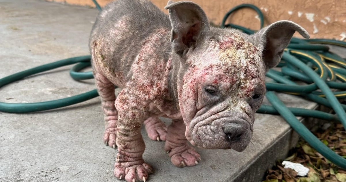 Pitbull puppy remaining with no foodstuff, h2o and a severe skin situation rescued Pitbull puppy remaining with no foodstuff, h2o and a severe skin situation rescued