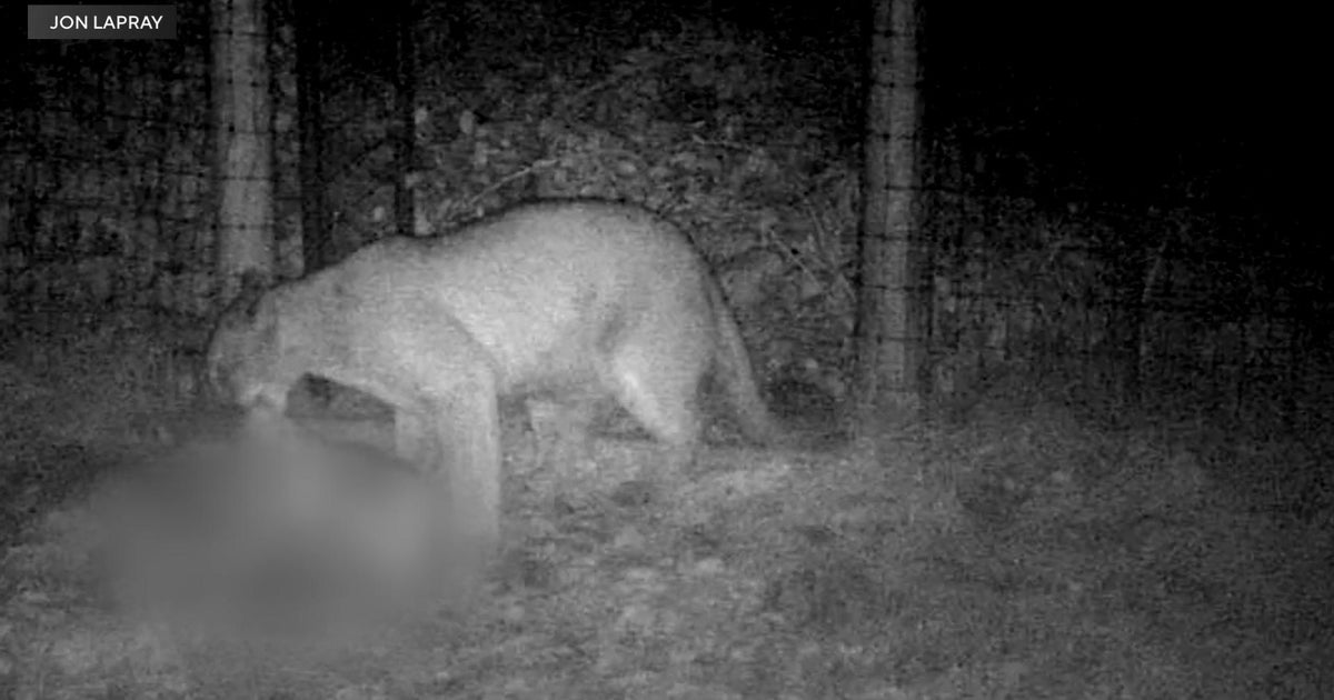 Northern California property owner locking up livestock after mountain lion attacks