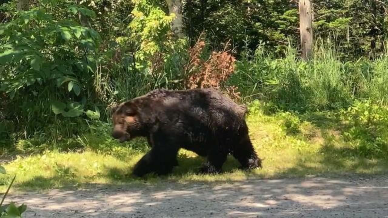 Bear attacks in Japan at record high as the animals struggle to find food