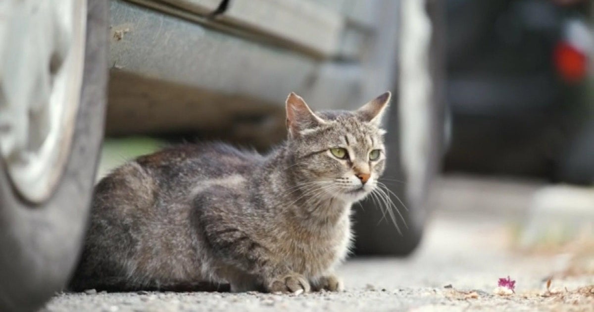 Cats burrowing in unsuspecting drivers' cars, veterinarian shares tips on how to avoid - Vimarsana News