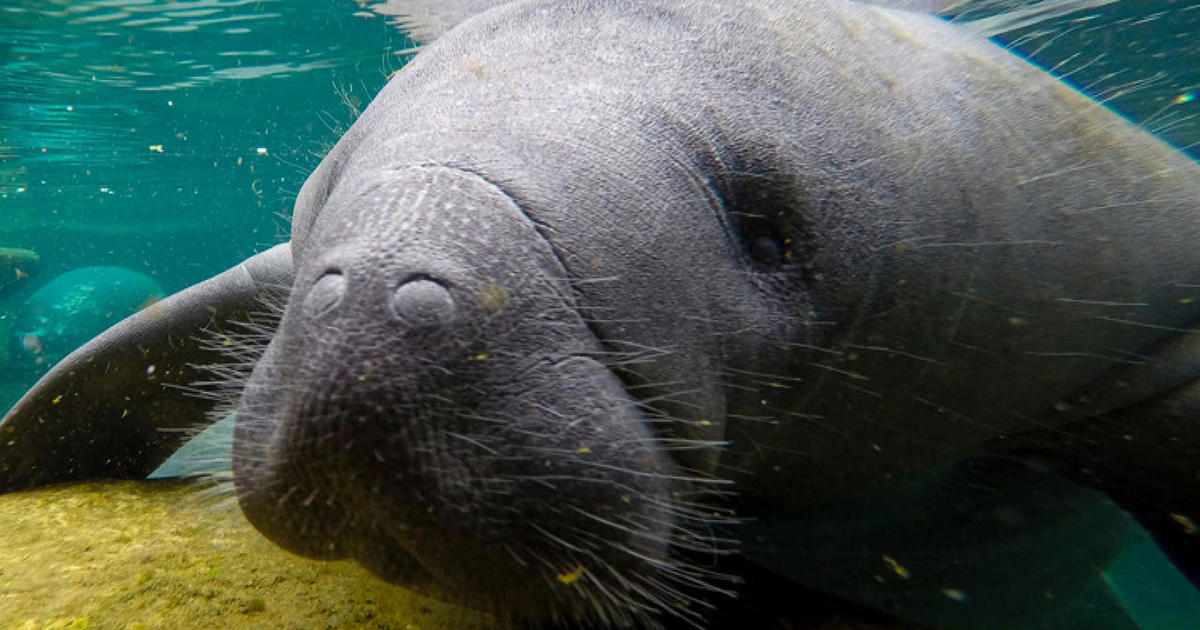 Advocates threaten lawsuit to get Florida manatees reclassified as endangered species