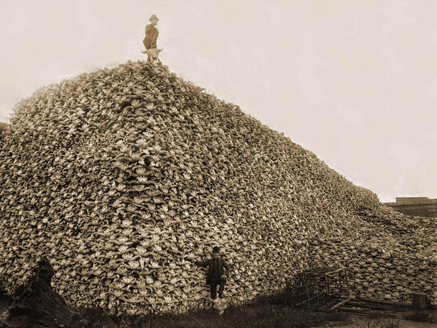 buffalo-skulls.jpg 