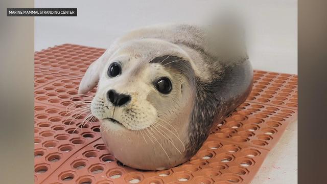 marine-mammal-stranding-center-seal.jpg 