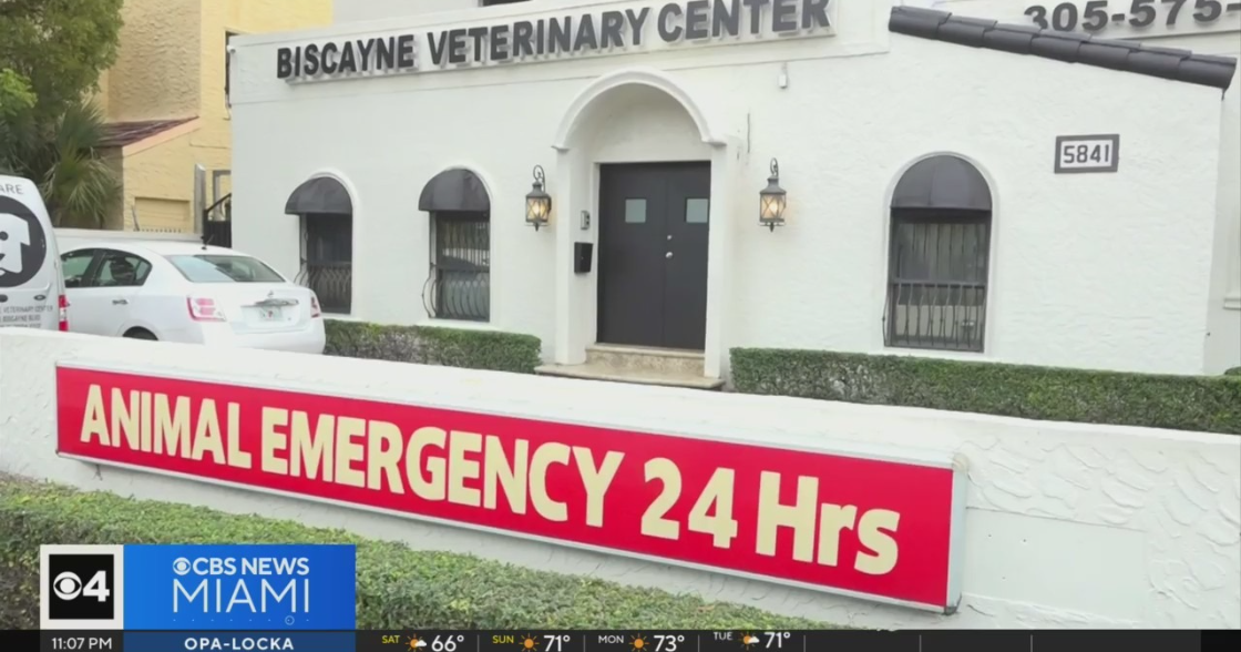 How to assistance your furry good friends remain harmless and tranquil through New Year’s Eve fireworks How to assistance your furry good friends remain harmless and tranquil through New Year’s Eve fireworks
