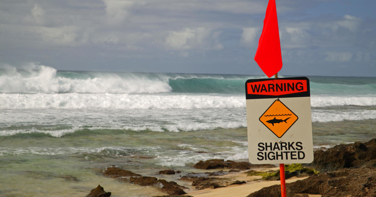 Man surfing off Maui dies after shark encounter, Hawaii officials say