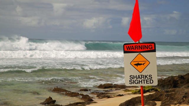 Shark warning sign 