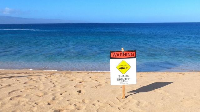 Shark warning sign 