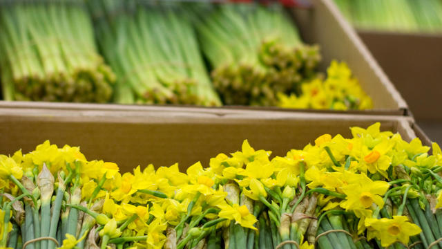 Daffodils in boxes at  market 