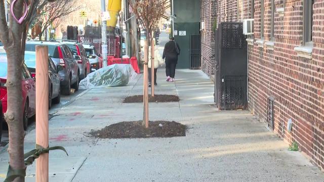 Three small trees are planted in the middle of a sidewalk in Astoria, Queens. 