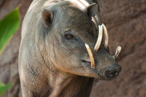 male-babirusa.jpg