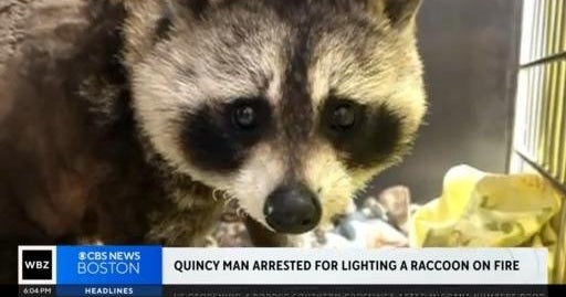 Quincy man arrested for lighting raccoon on fire - CBS Boston