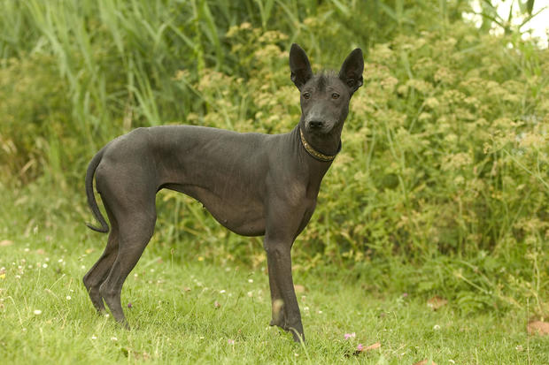 Mexican hairless, Canis familiaris 