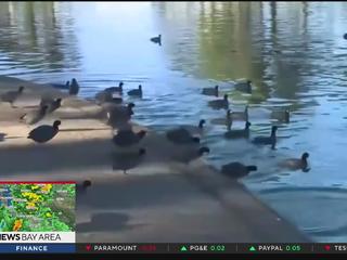 One less lonely duck, Local News