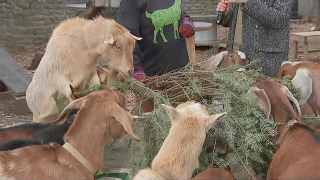 goats-eating-christmas-trees-philly-goat-project-philadelphia-holiday-recycling.jpg 