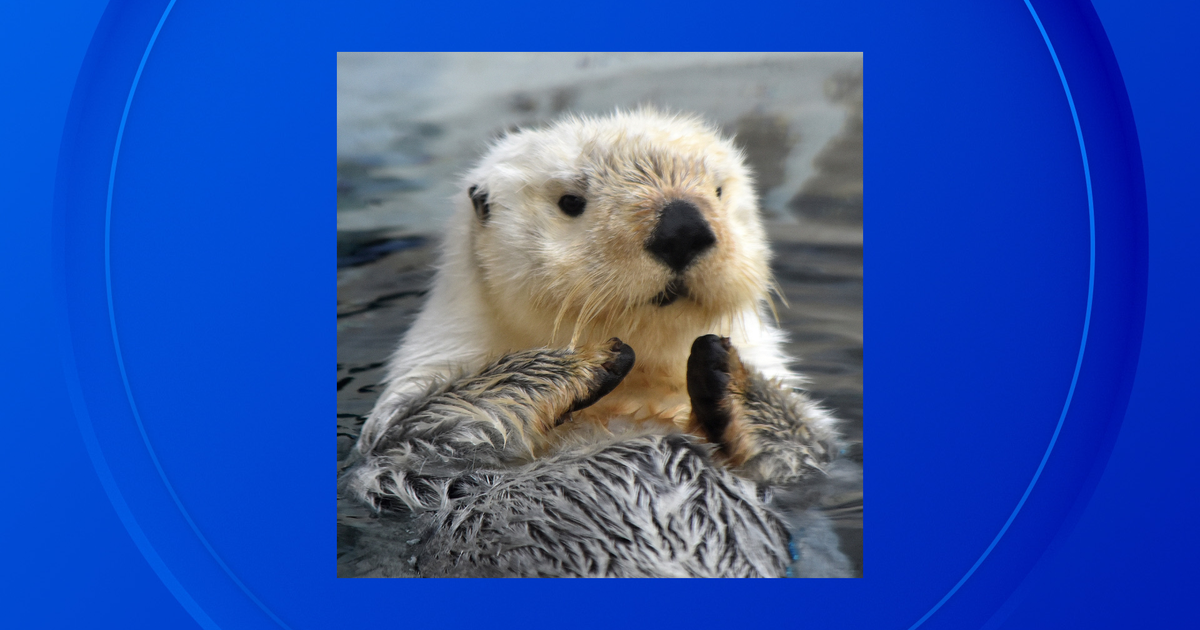 Ollie, a beloved sea otter at the Detroit Zoo, dies at 13 years old