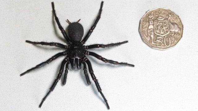 Australia Largest Poisonous Spider