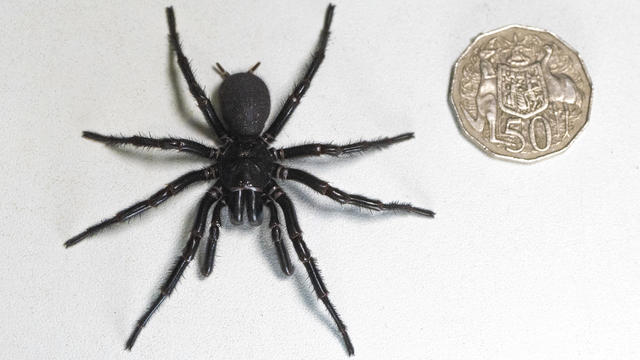 Australia Largest Poisonous Spider 